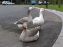 Geese at Orbost * 2288 x 1712 * (808KB)